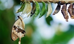 brown-white-butterfly-butterflies-colorful-63643